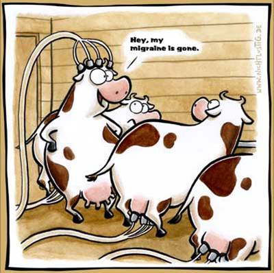 cows-migraine